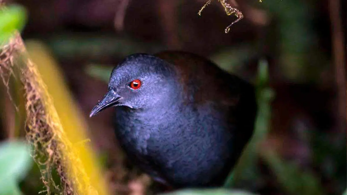 Ave galápagos